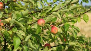 Nuovo look al giardino: gli alberi da piantare a febbraio