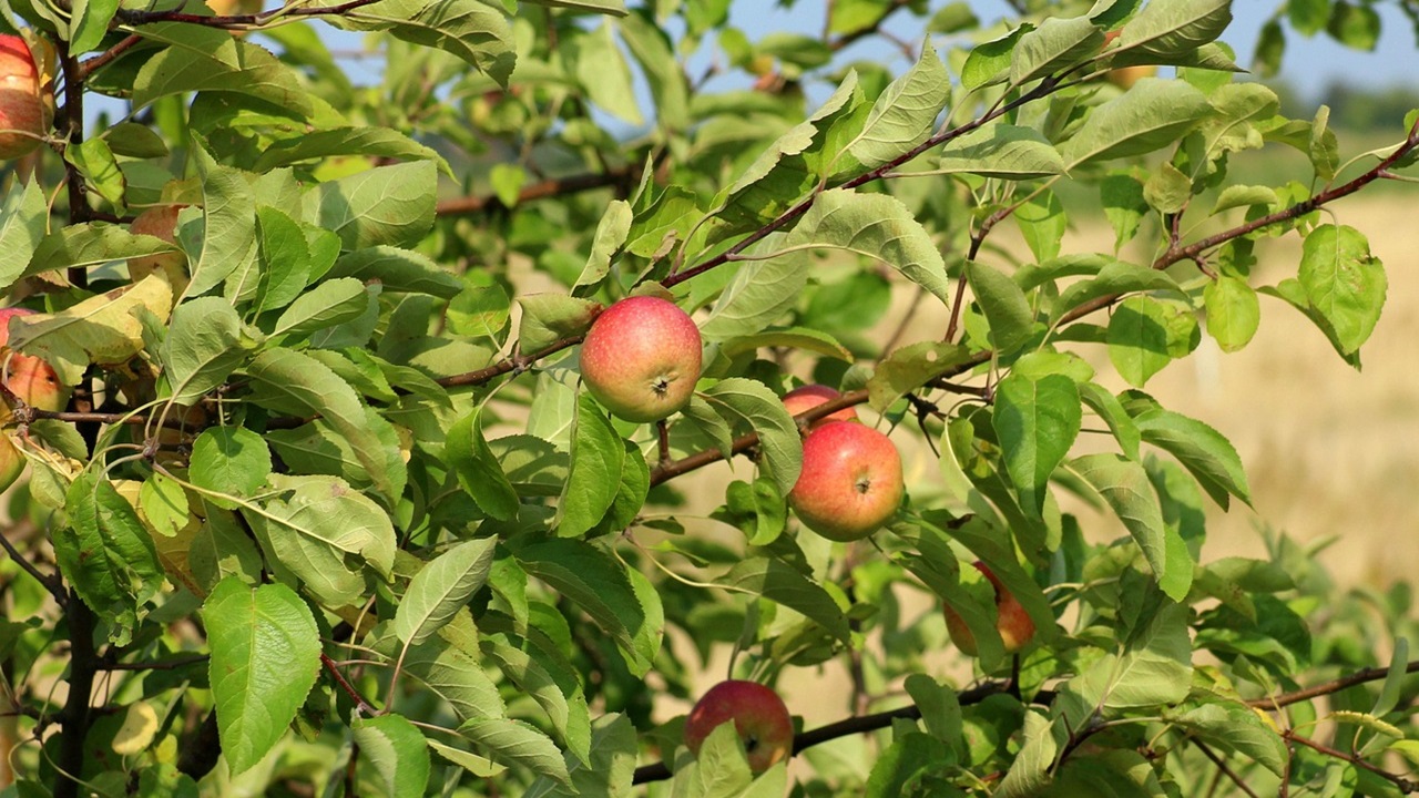 alberi febbraio melo