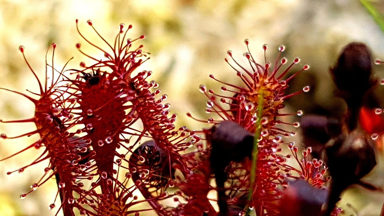 bouquet piante carnivore