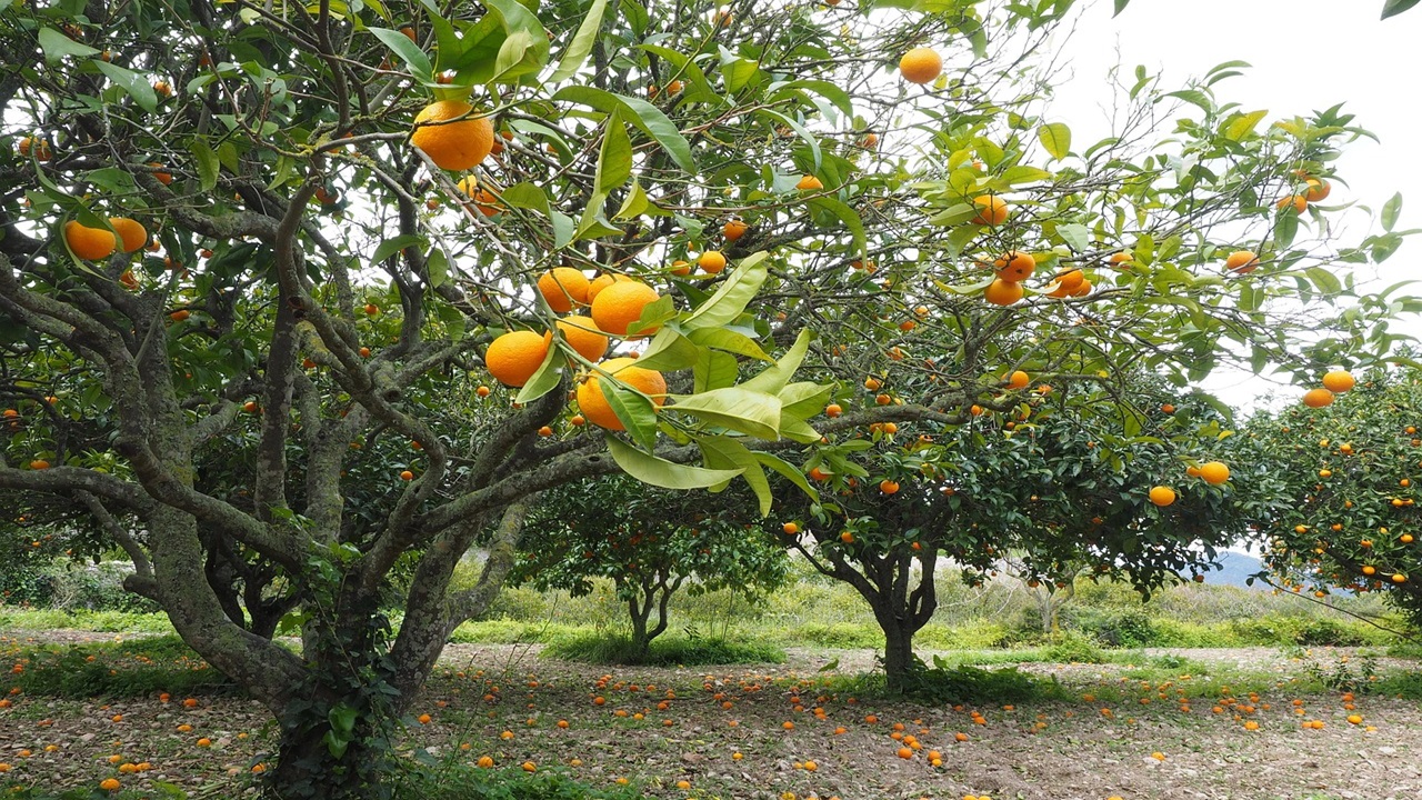 imbiancamento alberi