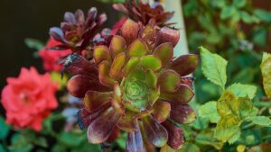 Aeonium arboreum, la succulenta di facile coltivazione nota anche come rosa irlandese