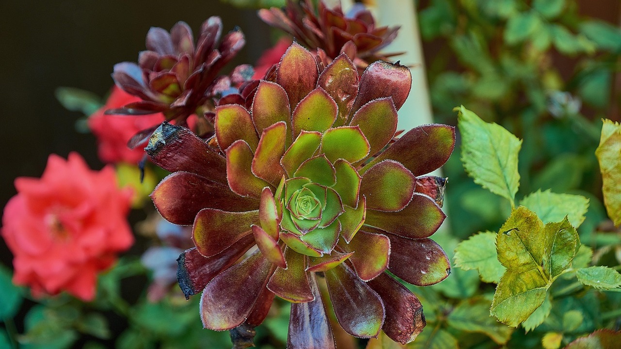 aeonium arboreum