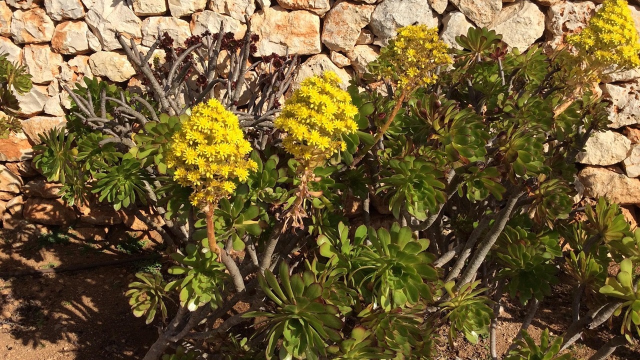 aeonium fiore