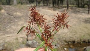 Cyperus rotundus, tutto quello che volevate sapere sullo zigolo infestante