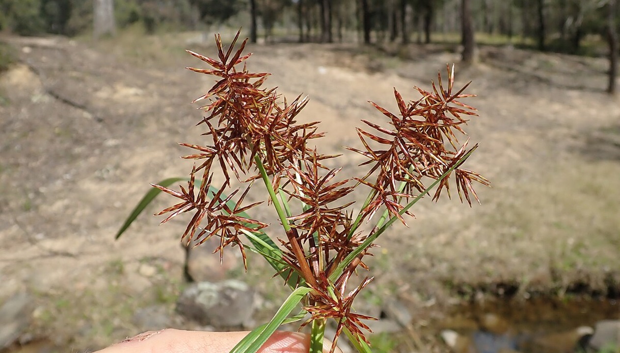 cyperus rotundus