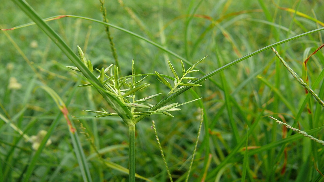 cyperus rotundus